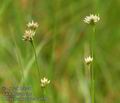Rhynchospora_alba_a4530