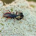 Rhynocoris_annulatus_ai6580