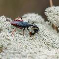 Rhynocoris_annulatus_ai6602