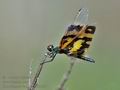 Rhyothemis_variegata_fd9267