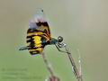 Rhyothemis_variegata_fd9269