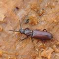 Rhysodes_sulcatus_bj0582