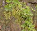 Ribes_rubrum_aa6537