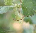 Ribes_uva-crispa_aa5811