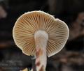 Ripartites_tricholoma_bm9284
