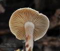 Ripartites_tricholoma_bm9284