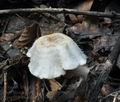 Ripartites_tricholoma_bs9752