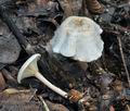 Ripartites_tricholoma_bs9758