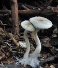 Ripartites_tricholoma_bs9772