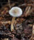 Ripartites_tricholoma_bs9777