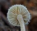 Ripartites_tricholoma_bs9789