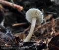 Ripartites_tricholoma_bs9792