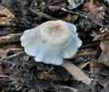 Ripartites_tricholoma_bs9805