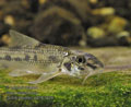 Romanogobio_kesslerii_p8161324