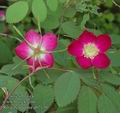 Rosa_pendulina_ab2130