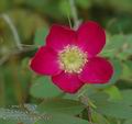 Rosa_pendulina_ab2142