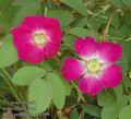 Rosa_pendulina_ab2199