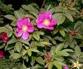 Rosa_rugosa_4944