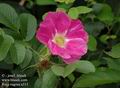 Rosa_rugosa_a313