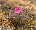 Rubus_arcticus_10600