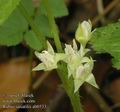 Rubus_saxatilis_ab0533