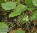 Rubus_saxatilis_ab0536