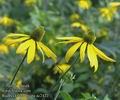 Rudbeckia_laciniata_ac2472