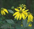 Rudbeckia_laciniata_ac2478