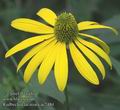 Rudbeckia_laciniata_ac2484