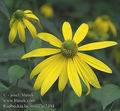 Rudbeckia_laciniata_ac2494