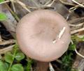 Rugosomyces_carneus_bm4780