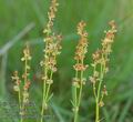 Rumex_acetosella_ab0911