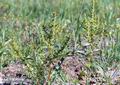 Rumex_maritimus_11104