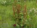 Rumex_obtusifolius_a451