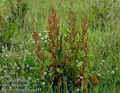 Rumex_obtusifolius_a452