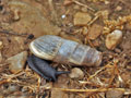 Rumina_decollata_bg5219