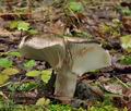 Russula_albonigra_bm0214