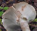 Russula_albonigra_bm0219