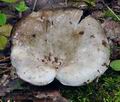 Russula_albonigra_bm0226