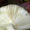 Russula_alnetorum_al6549