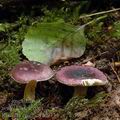 Russula_alnetorum_al9334