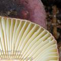 Russula_alnetorum_al9338