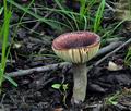 Russula_alnetorum_bk5874