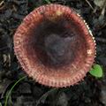 Russula_alnetorum_bk5888