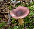 Russula_alnetorum_cr5656s