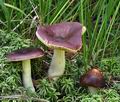 Russula_amara_bs7238