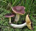 Russula_amara_bs7244