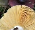 Russula_amara_bs7245