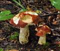 Russula_amarissima_bv1874