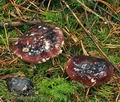 Russula_amethystina_bm7774